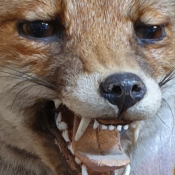 A superb example of English antique taxidermy at its best - a fox mask by Edward Gerrard