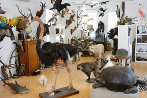 Many interesting and rare specimens on display within Culverton's specialist's showroom