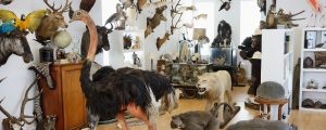 Our specialist's showroom with a myriad of taxidermic specimens