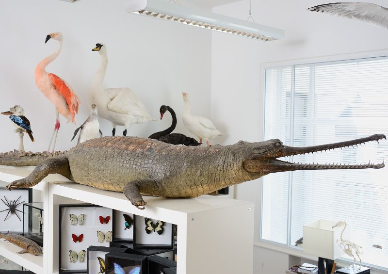 One of the best selections of antique and contemporary taxidermy for rent or sale in the UK 